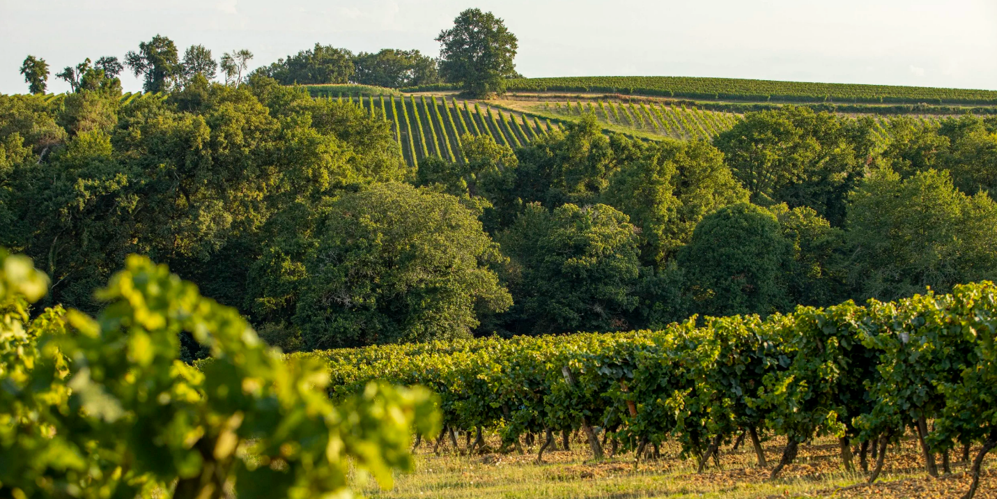 Le Gers ouvre un centre de désalcoolisation des vins