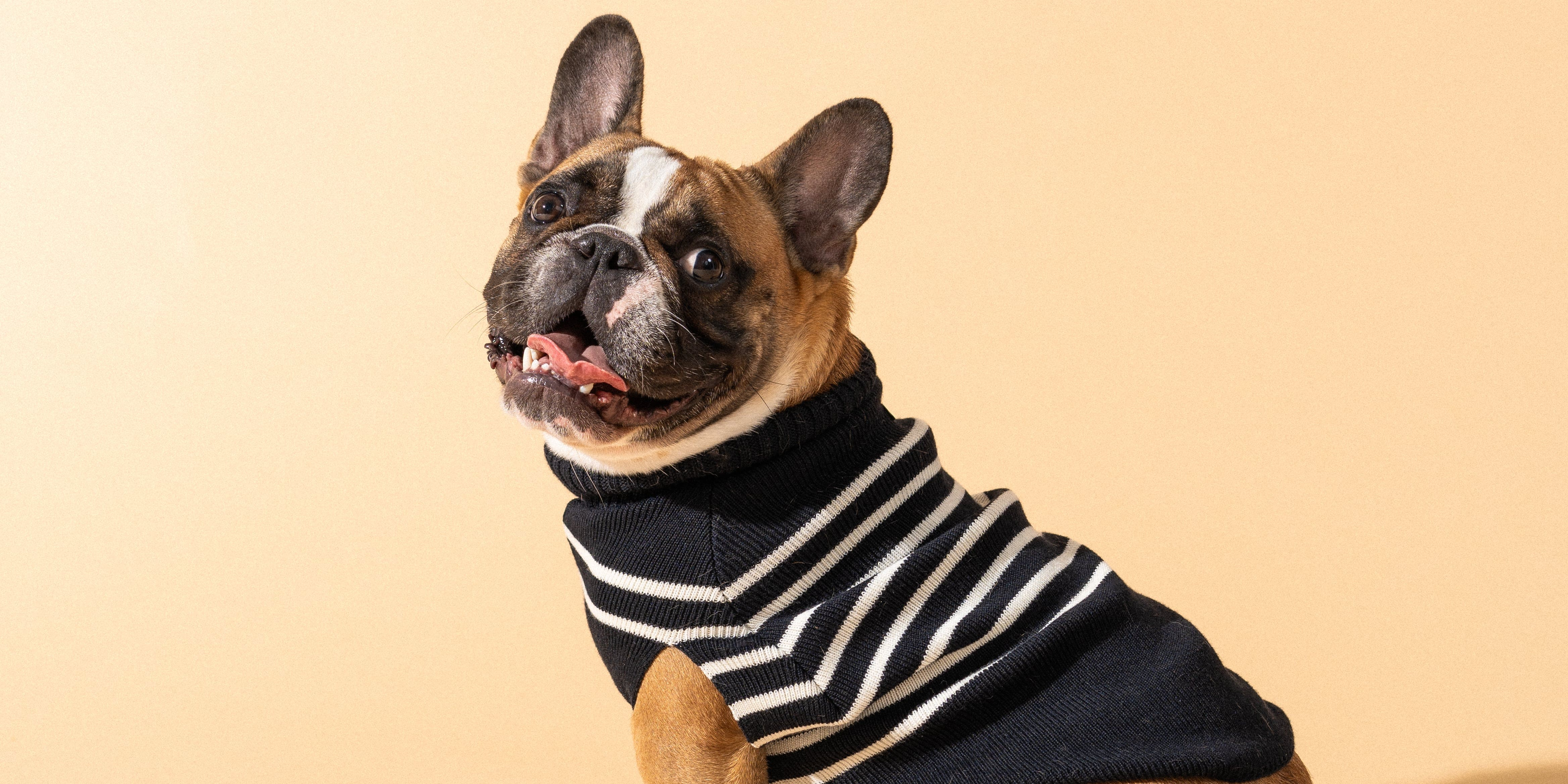Avec sa Toutoumarinière, Tricots Saint James rhabille les chiens pour l'hiver