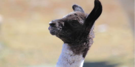 Santé mentale : des anticorps de lamas testés contre la schizophrénie
