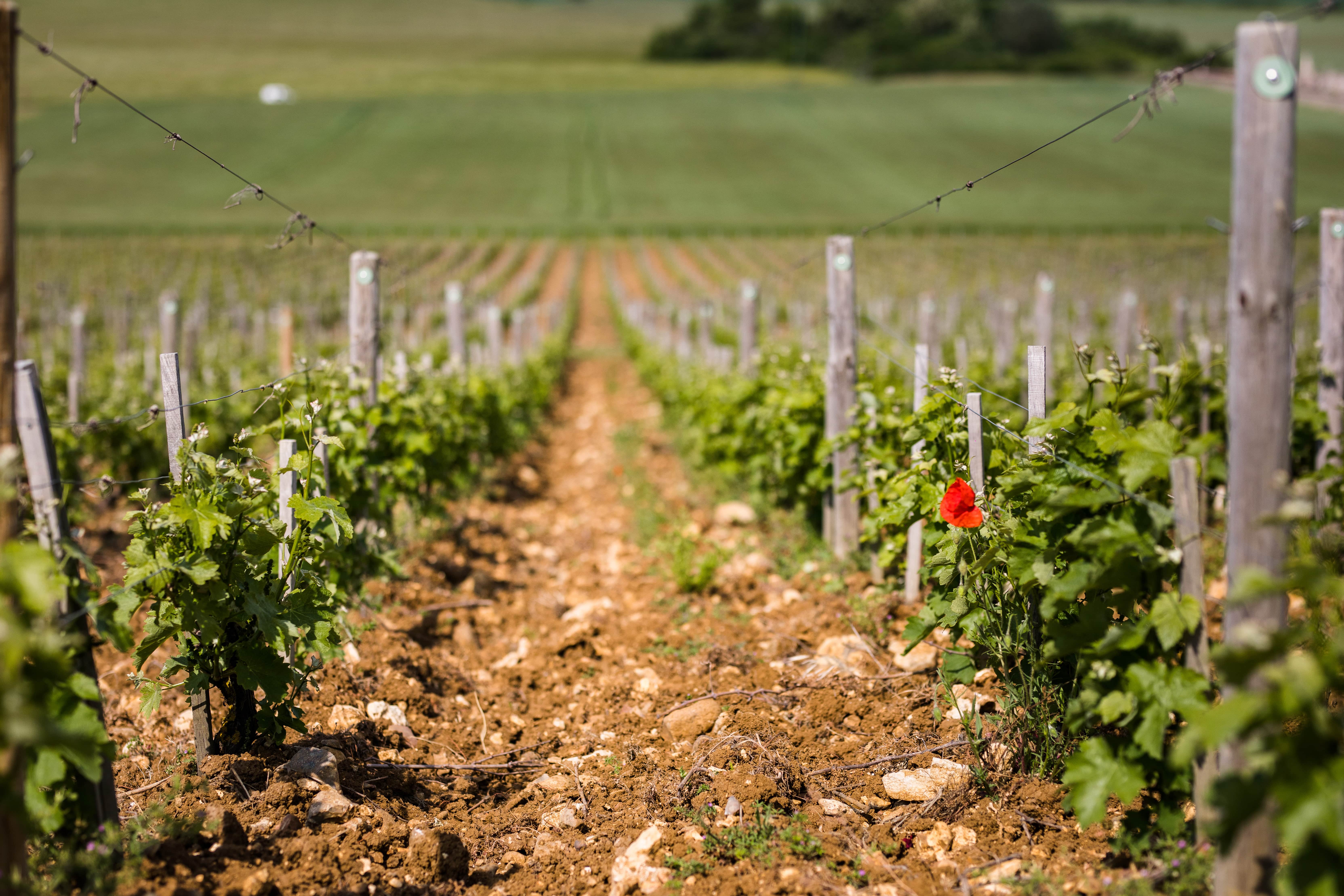 Face au dérèglement climatique, sauvignon et pinot noir misent sur la résilience