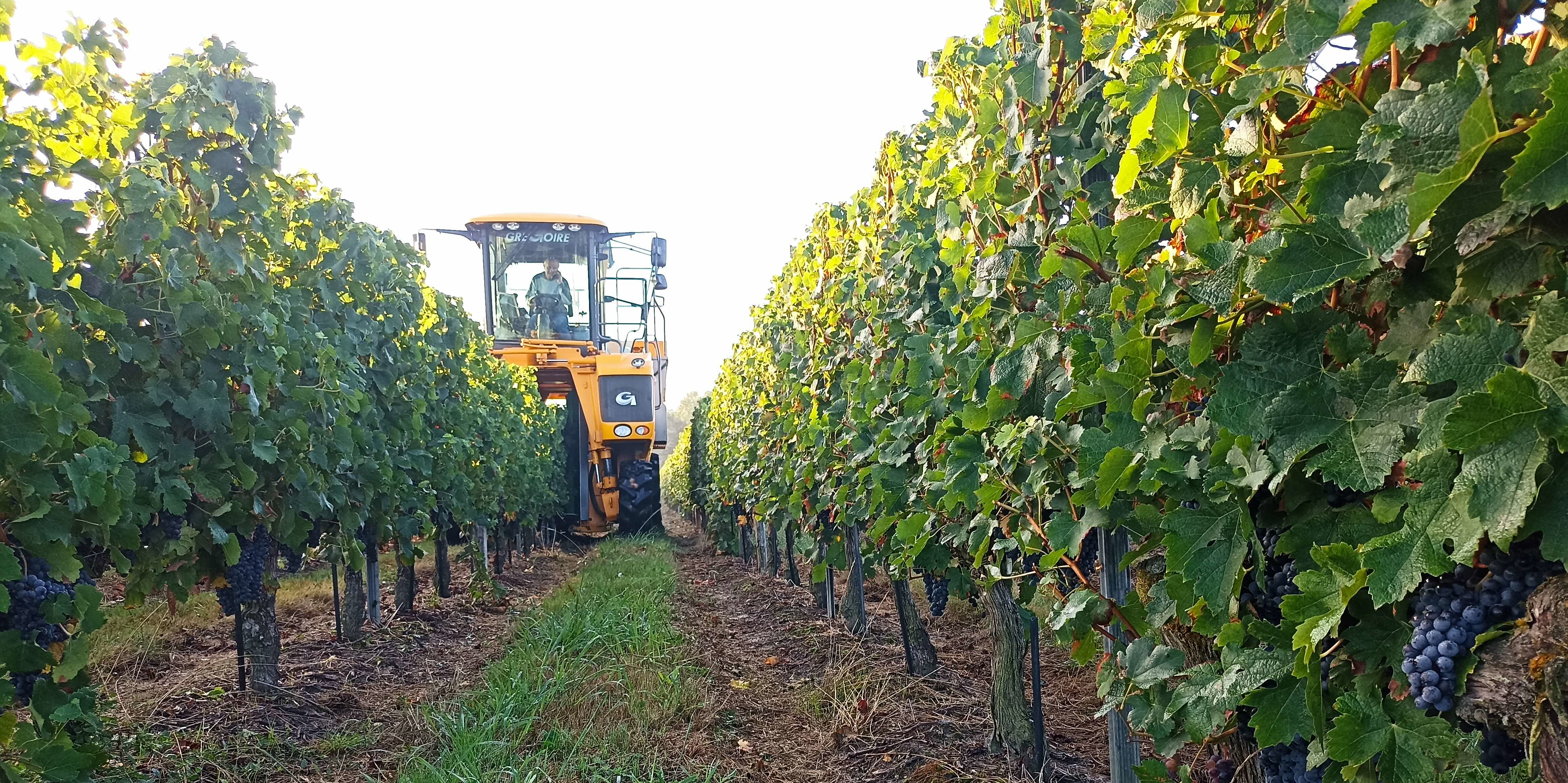 Crise du vin : un bon millésime espéré à Bordeaux dans un contexte délétère