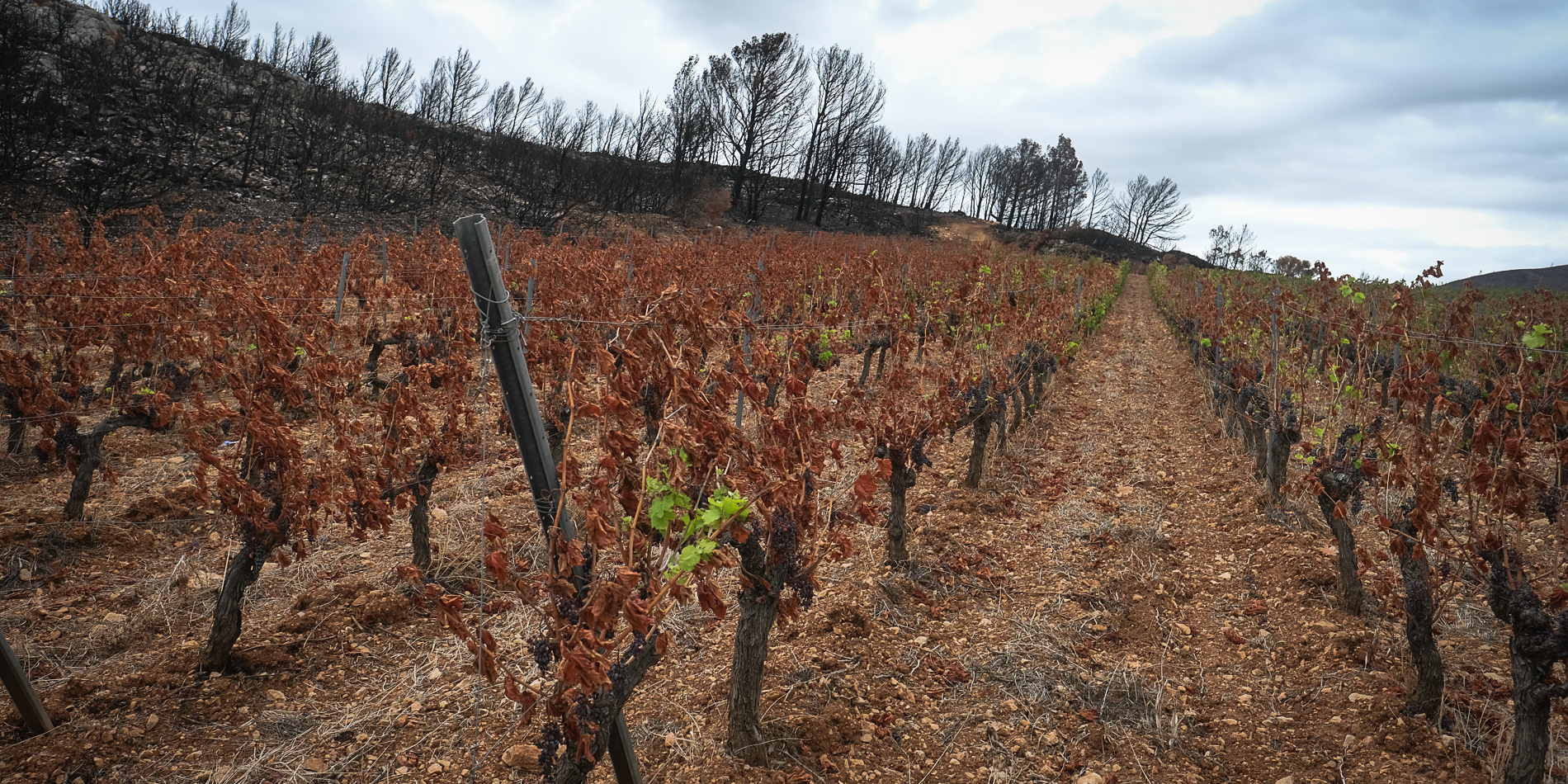 Incendies dans l'Aude : un mois après, l'attente des viticulteurs face aux assurances