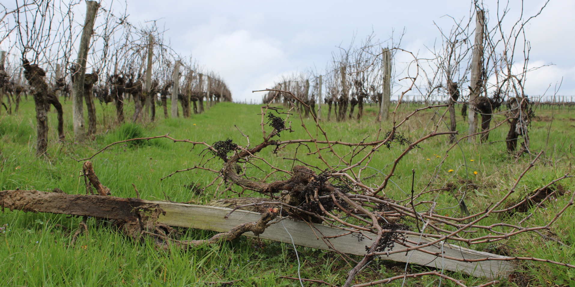 Crise du vin : « L'arrachage est une politique très dangereuse » (Jean-Marie Cardebat)