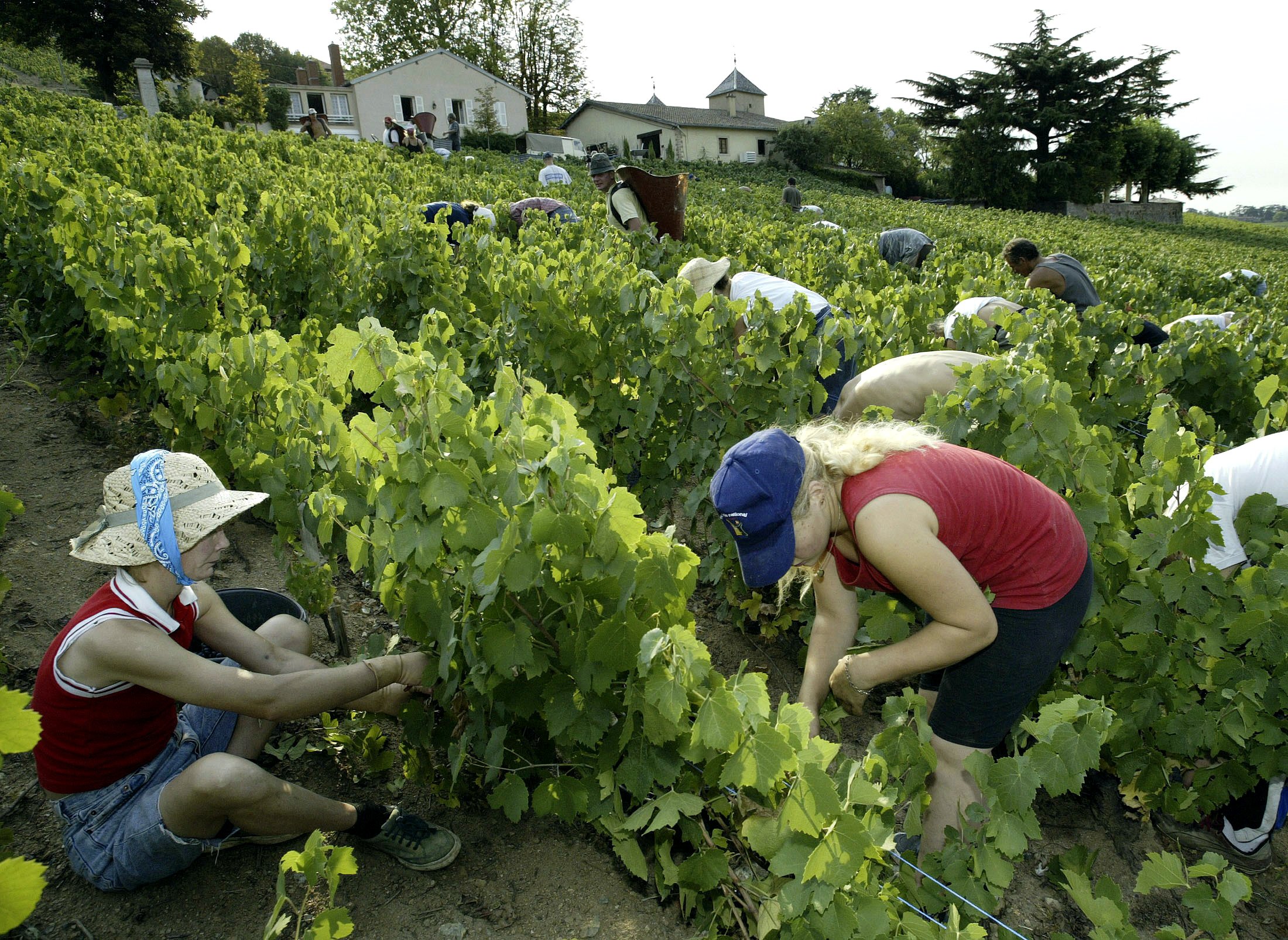 Pesticides : les viticulteurs et leurs riverains dans l'attente d'une étude cruciale