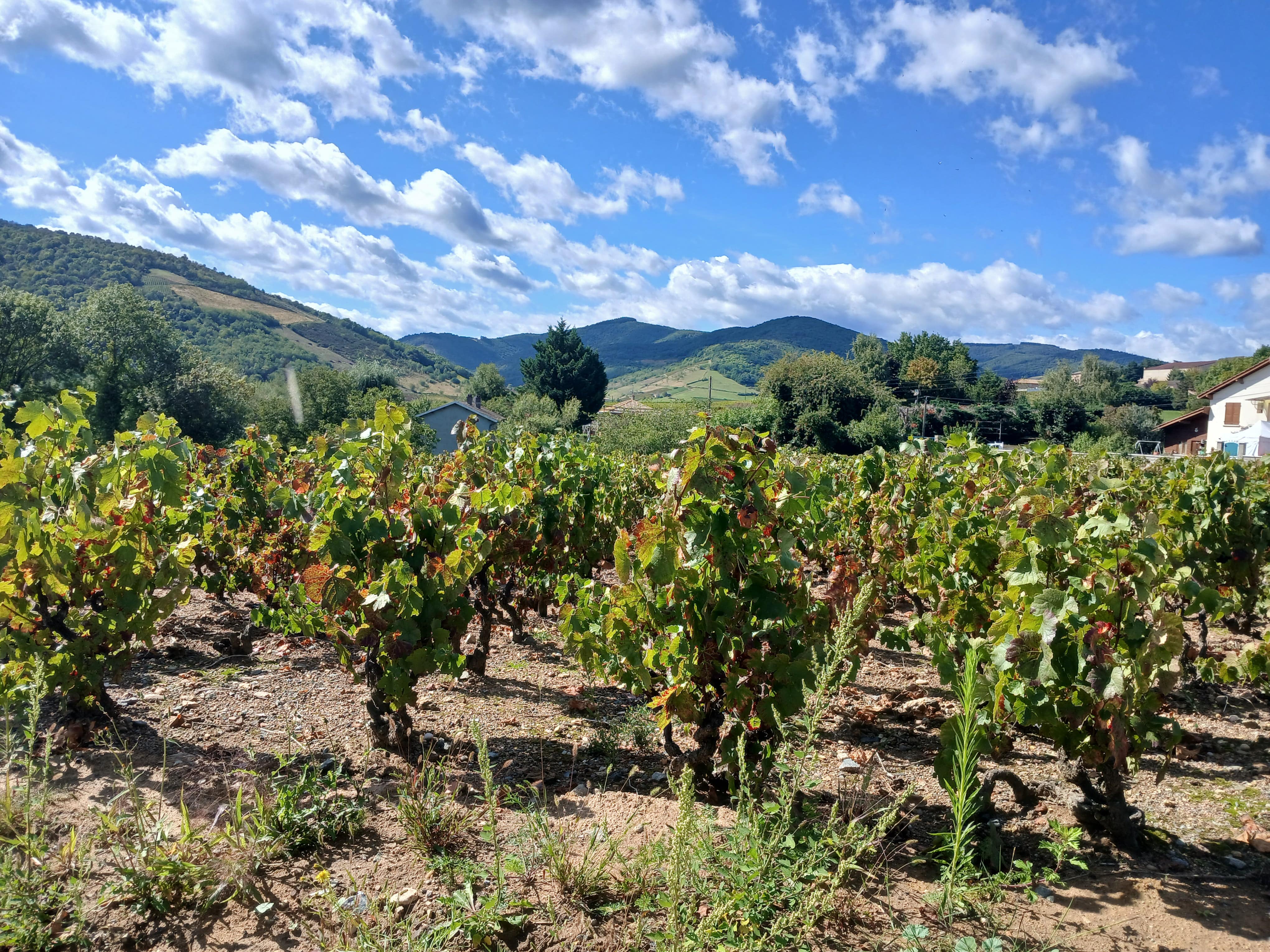Malgré des vendanges moins volumineuses, le Beaujolais garde le cap