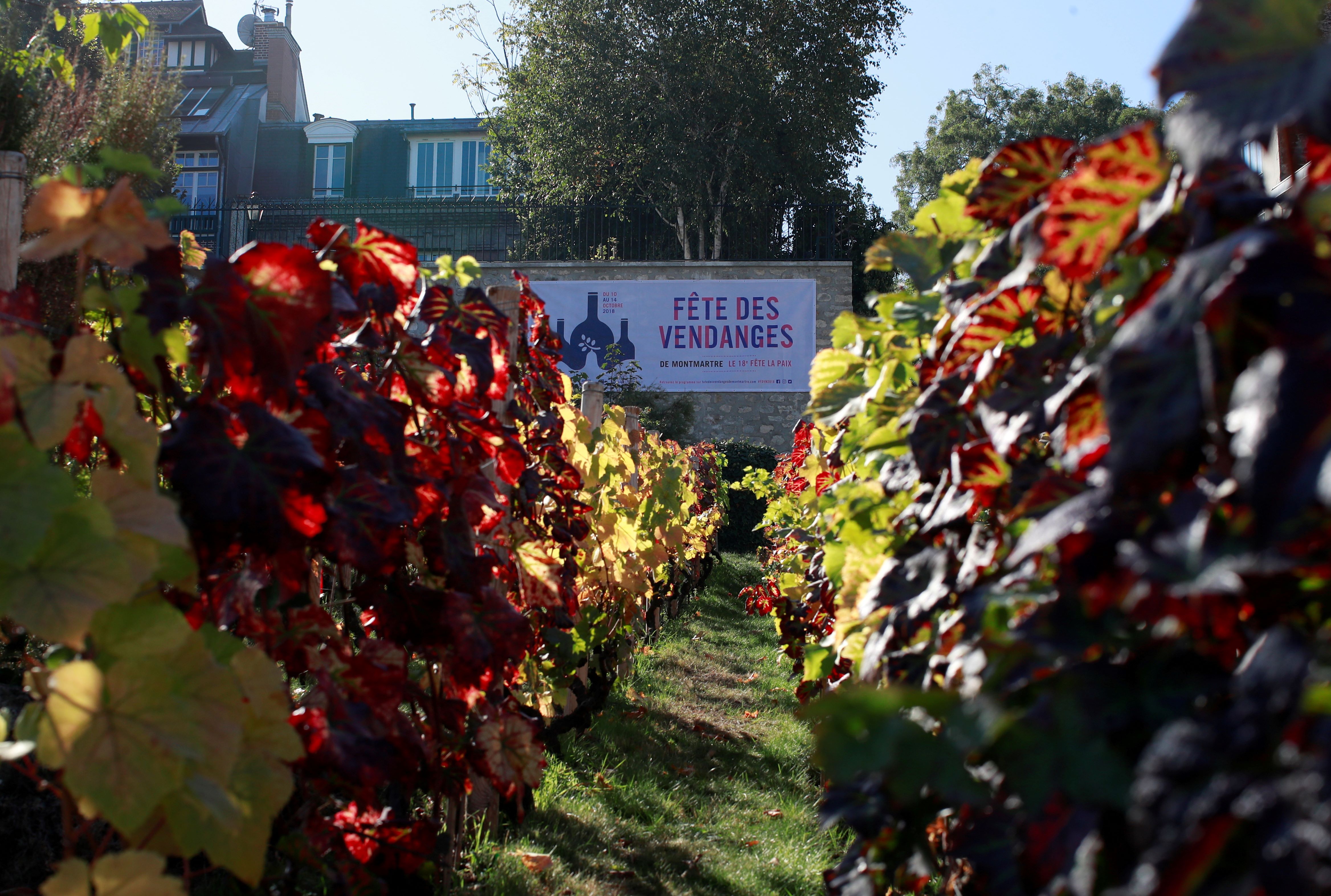 La concentration en pesticides grimpe en flèche chez les habitants proches de vignobles