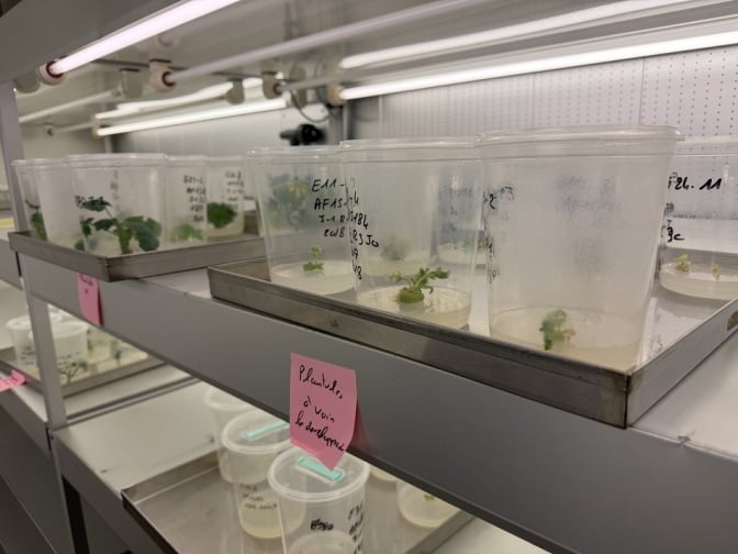 Semences : l'industrie des légumes sous pression climatique et sociétale
