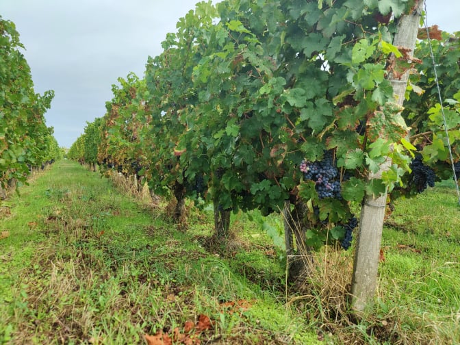 La course contre la montre pour adapter les vignes au changement climatique