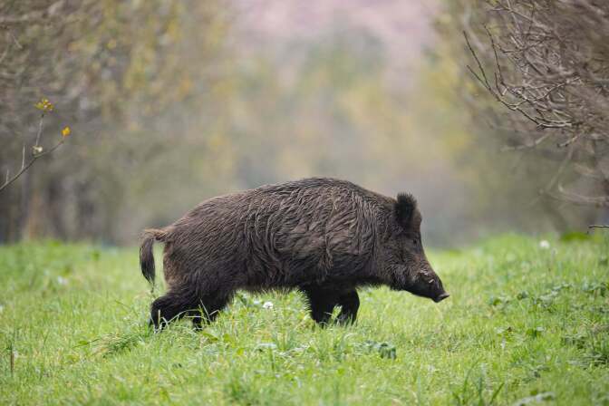 Chasse : l'État veut transformer les surplus en filière de viande bas carbone