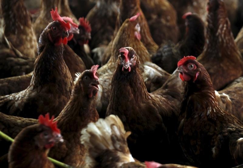 Le poulet ukrainien inonde le marché français : les volaillers tricolores tirent la sonnette d'alarme