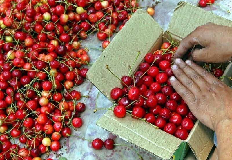 La cerise chilienne, gourmandise et convoitise de la Chine