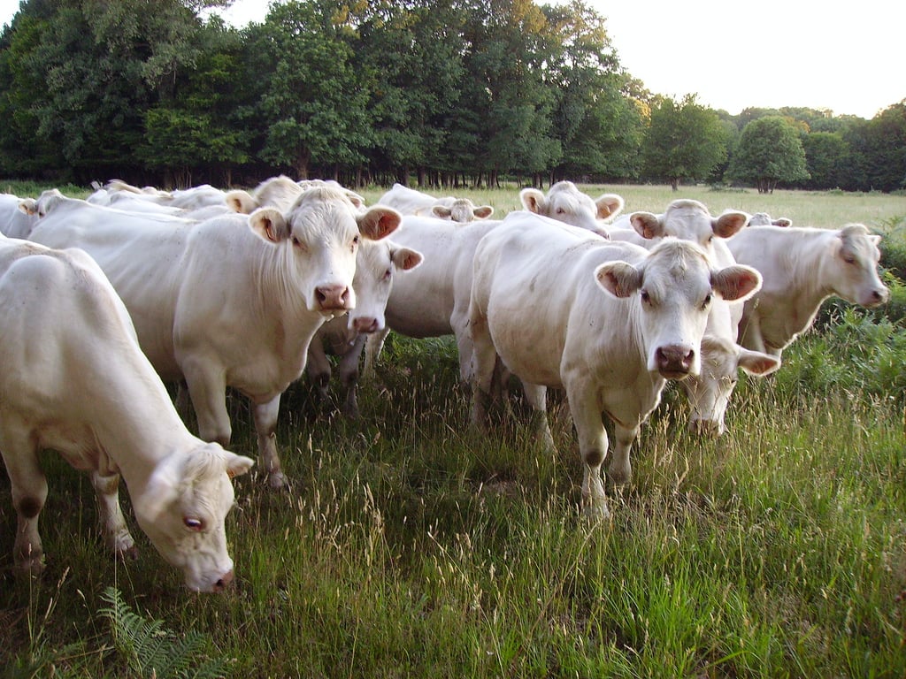 Dermatose bovine : les éleveurs font le premier bilan de la vaccination