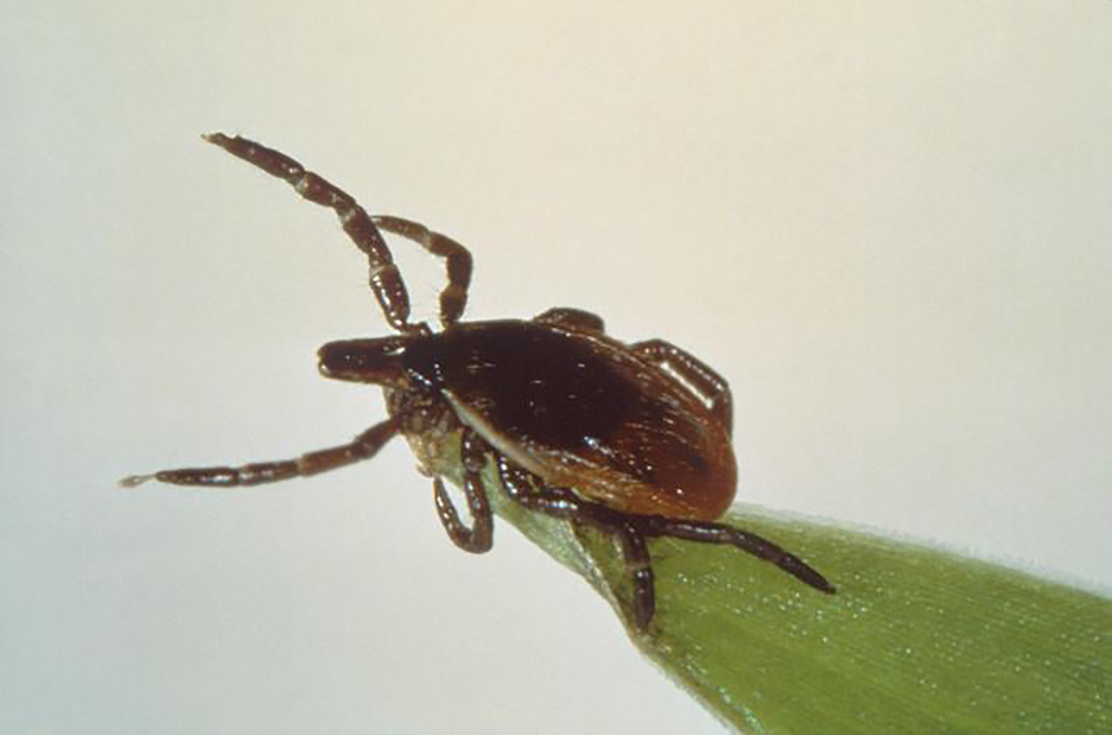 Maladie de Lyme : enquête sur une maladie mystérieuse