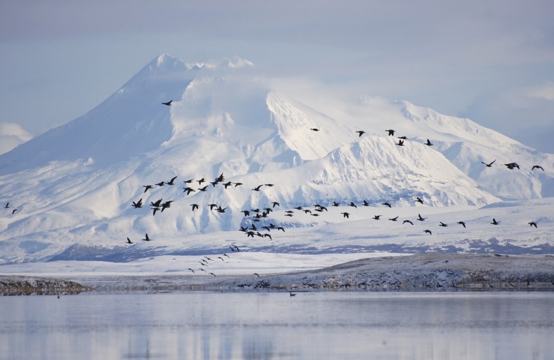 Climat : les Etats-Unis mettent un coup de frein à l'exploitation de gaz et de pétrole en Alaska