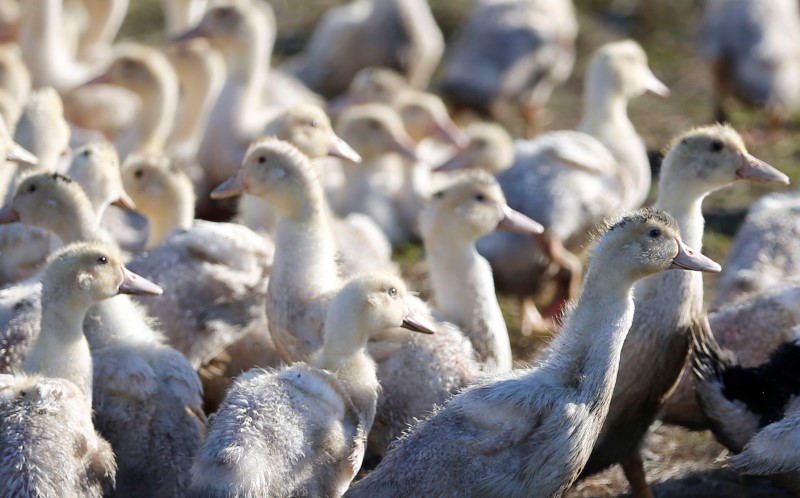 Grippe aviaire : malgré la vaccination des canards, le Japon boude le foie gras français