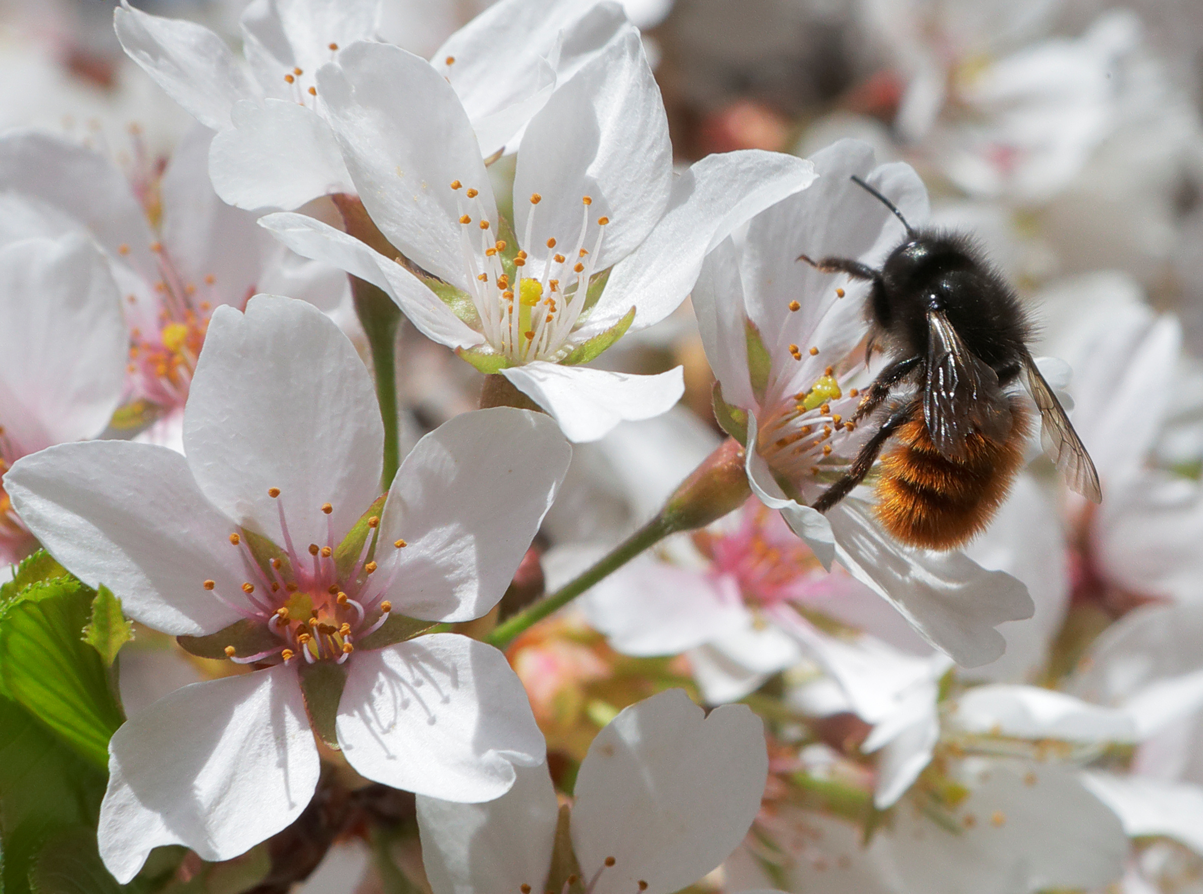 Le Conseil d'État autorise le retour temporaire des néonicotinoïdes « tueurs d'abeilles »