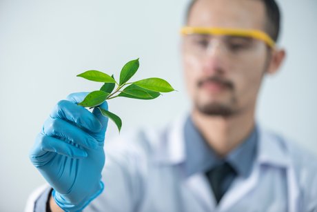 Scientifique examinant plante