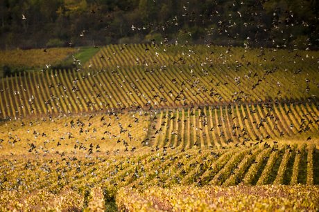 Paysage de la Bourgogne viticole en automne