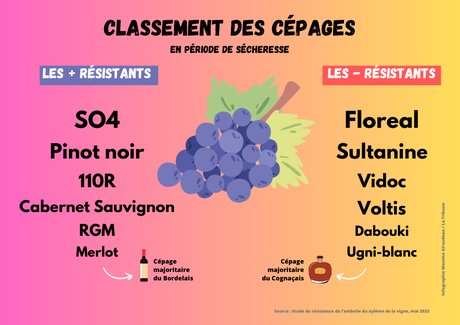 infographie cépages viticulture