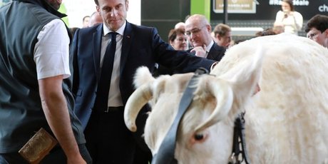 Macron et vache