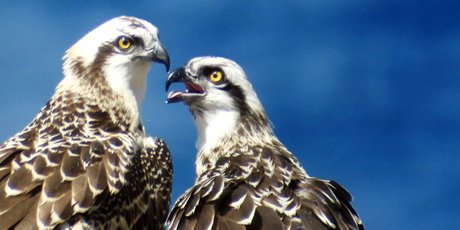 Couple de balbuzards, espèce emblématique du site.