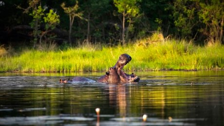 Marco Vasco - Botswana hippos