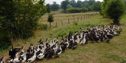 Canards