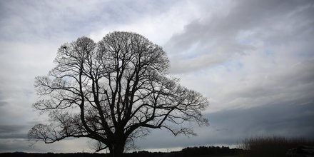 nuage arbre climat