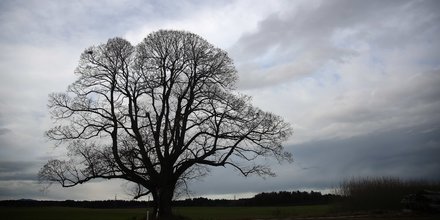 nuage arbre climat