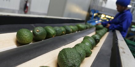 avocats fruits