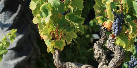Vignes pendant les vendages