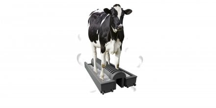 vache podoluve