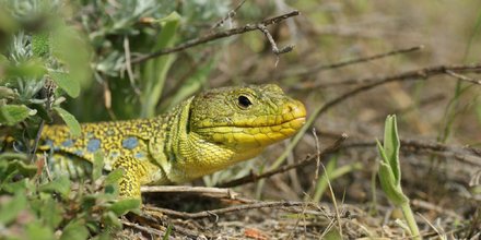 Lézard
