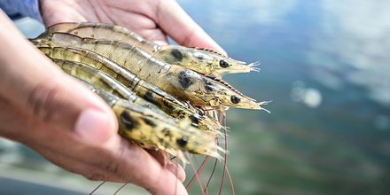 NON - Agriloop, aquaponie, crevettes,
