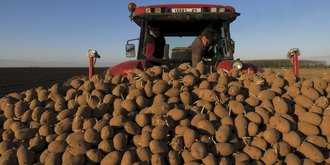 Mauvaise récolte de pommes de terre: «Il faudra au moins une augmentation des coûts d'achat de 30%»