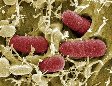 2011 - La bactérie E.coli en Allemagne