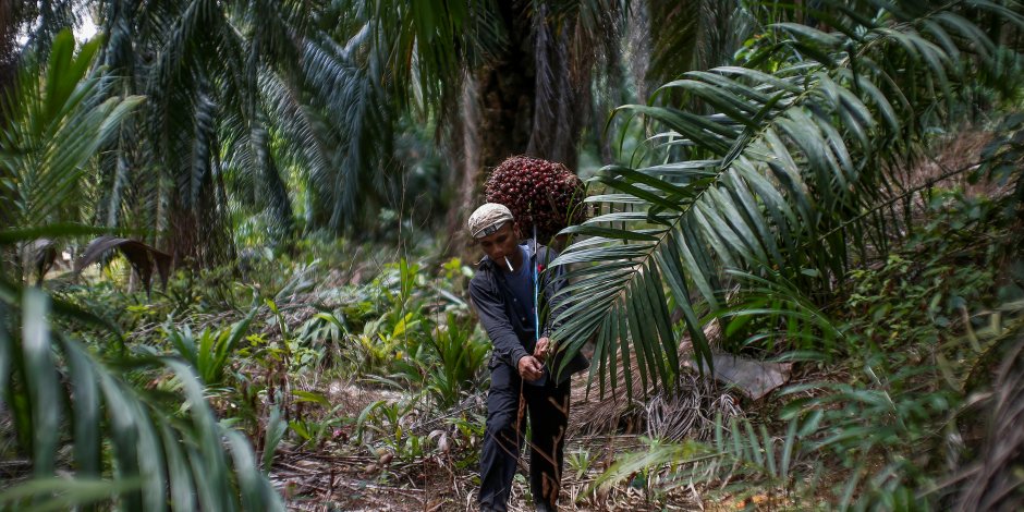 Une alternative à l'huile de palme grâce au carbone