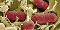 2011 - La bactérie E.coli en Allemagne