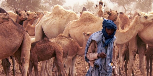 En 2015, la Banque mondiale estimait que la Mauritanie peut «avec un peu d’effort […) ]non seulement développer le pastoralisme, mais encore être un exportateur de produit fini, les viandes rouges, dans la sous-région et au-delà».