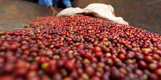 Près de 600 000 ménages ruraux au Burundi pratiquent la culture du café.