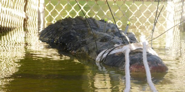 Un crocodile marin de pres de 5 metres capture en australie[reuters.com]