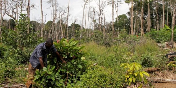 Selon la Banque mondiale, la déforestation fait partie des phénomènes qui amplifient les effets du changement climatique en Côte d'ivoire, ce qui ménace le dynamisme de l'économie du pays.