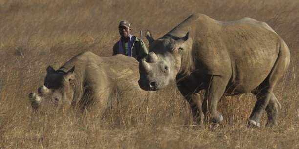 Le kenya ouvre une enquete apres la mort de neuf rhinoceros noirs[reuters.com]