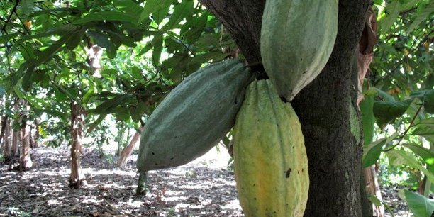 L'opération répond à l'un des principaux rôles de COCOBOD qui est d'acheter, de commercialiser et d'exporter le cacao et ses produits dérivés au Ghana.