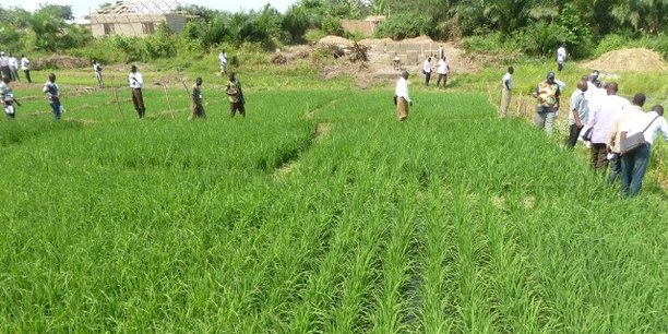 Au Ghana, l'aide financière du Fonds international de développement agricole sera destinée à quelque 36 000 petites entreprises rurales.