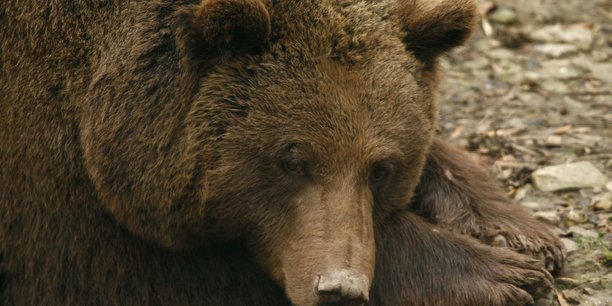 Des anti-ours menacent d'accueillir les ourses avec des armes[reuters.com]