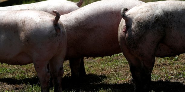 Des grillages a la frontiere franco-belge contre la peste porcine[reuters.com]
