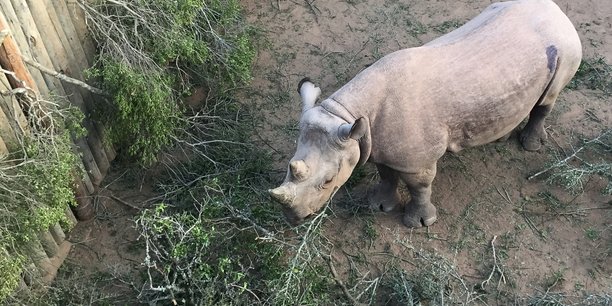 Mort de deux des six rhinoceros noirs reintroduits au tchad[reuters.com]