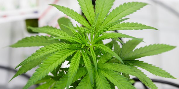 Fonds pour investir dans la technologie du cannabis[reuters.com]
