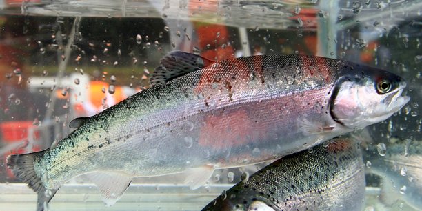 Ue: perquisitions chez des eleveurs de saumon, soupcons d'entente[reuters.com]